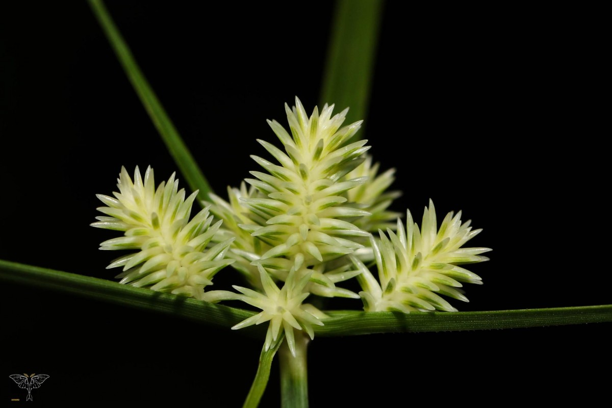 Cyperus clarkei T.Cooke